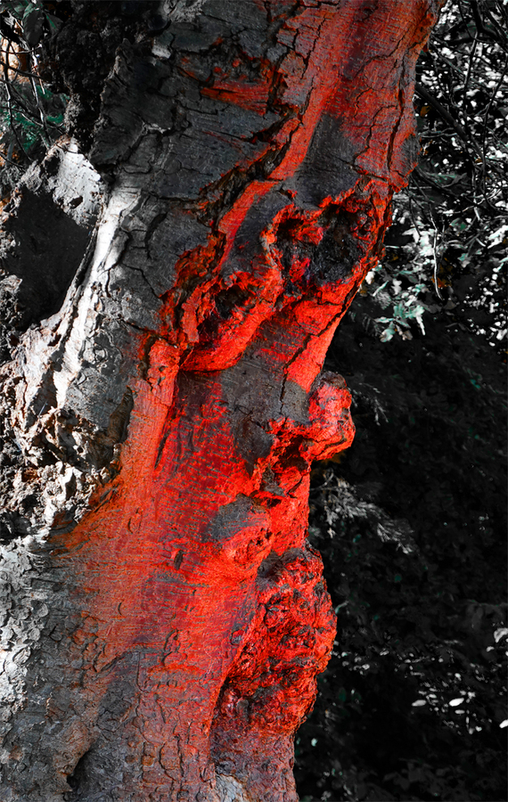 November - Red Faced by Rob Charlton